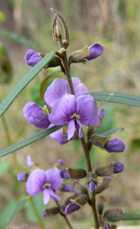 264B-2-Hovea-heterophylla-by-Marty-White.jpg