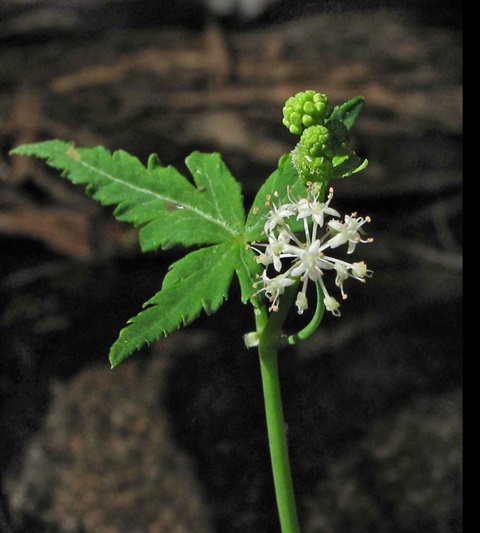 265B-3-Hydrocotyle-geraniifolia-fl-Richard-Hartland.jpg