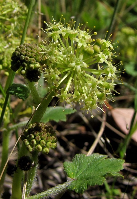 267B-2-Hydrocotyle-laxiflora-fl-Richard-Hartland.jpg