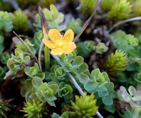 271B-3-Hypericum-japonicum-fl-Andre-Messina.jpg