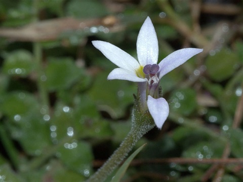 282B-3-Lobelia-pedunculata-fl-Lorraine-Phelan.jpg