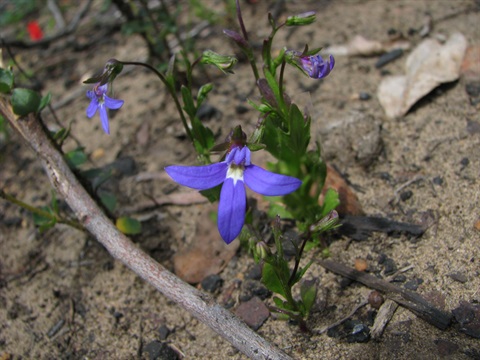 283B-2-Lobelia-rhombifolia-RH-1.jpg