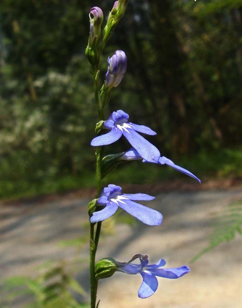 284B-2-Lobelia-simplicicaulis-Richard-hartland.jpg