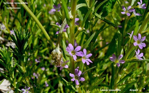 287B-2-Lythrum-hyssopifolia-Richard-Hartland.jpg