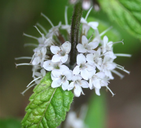 289B-2-Mentha-laxiflora-fl-Marilyn-Gray.jpg