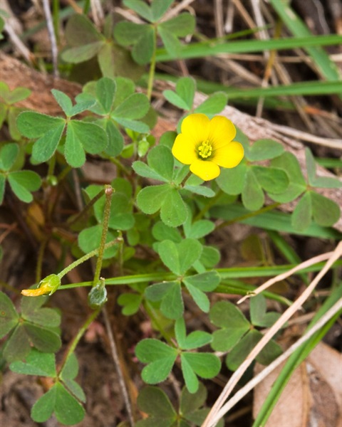 297B-4-Oxalis-perennans-SO.jpg