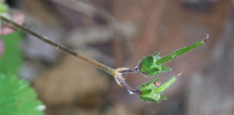 300B-4-Pelargonium-inodorum-fr-Russell-Best.jpg