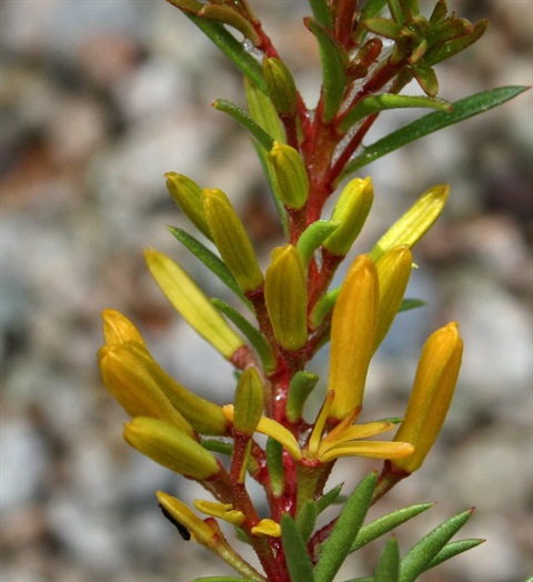 301B-2-Persoonia-chamaepeuce-fl-Marilyn-Gray.jpg