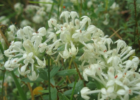 305B-3-Pimelea-humilis-fl-Jean-Edwards.jpg