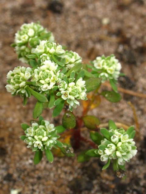 313B-2-Poranthera-microphylla-CP.jpg