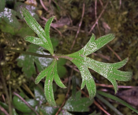 318B-5-Ranunculus-lappaceus-fol-Peter-Kinchington.jpg