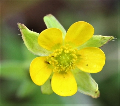 319B-2-Ranunculus-plebeius-fl-Marilyn-Gray.jpg