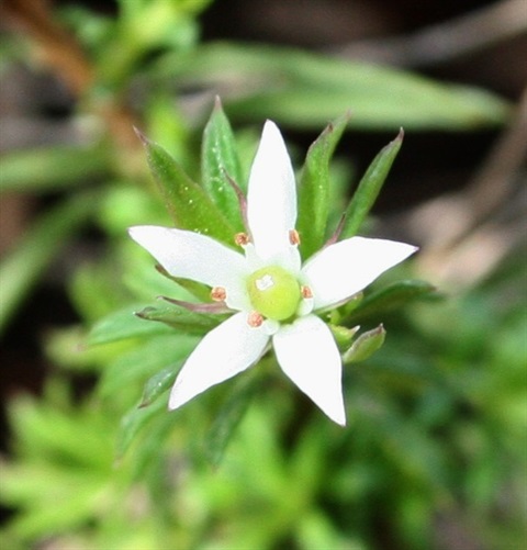 321B-3-Rhytidosporum-procumbens-fl-Marilyn-Gray.jpg