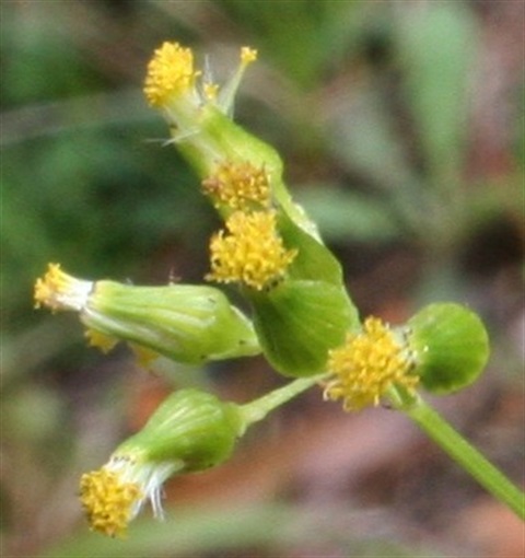 329B-3-Senecio-hispidulus-var.-hispidulus-fl2-Marilyn-Gray.jpg