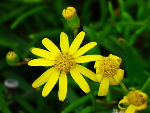 332B-3-Senecio-pinnatifolius-var.-lanceolatus-fl-2-Thomas-N.jpg