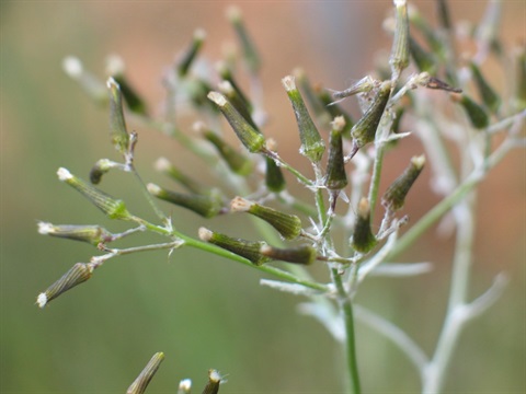 333B-4-Senecio-quadridentatus-fl-Colleen-Miller.jpg