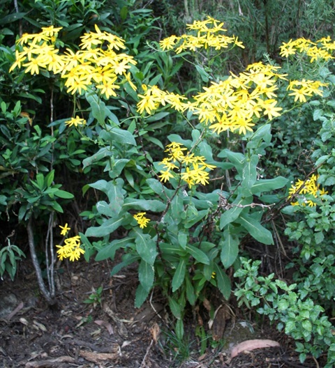 336B-1-Senecio-velleioides-hab-2-Marilyn-Gray.jpg