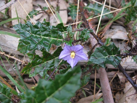 338B-2-Solanum-prinophyllum-Marc-Freestone.jpg