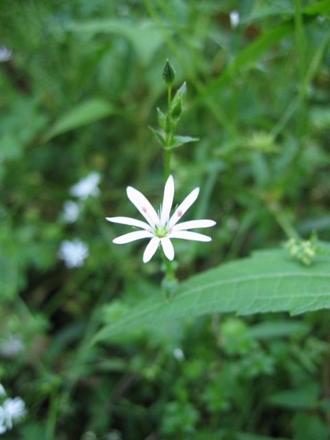 342B-3-Stellaria-flaccida-Kelly-Hofert.jpg