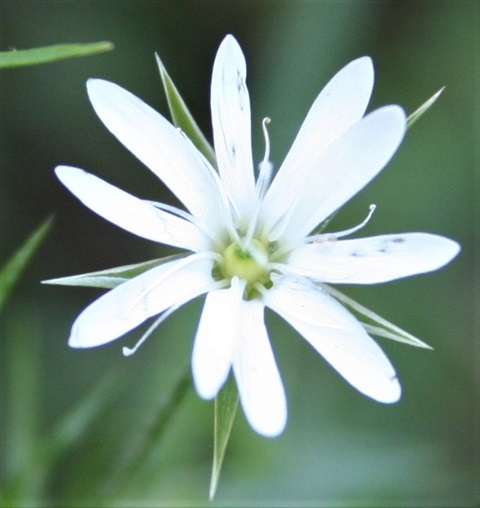 343B-2-Stellaria-pungens-fl-Marilyn-Gray.jpg