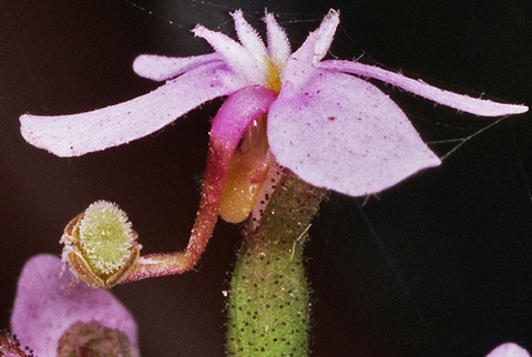 344B-3-Stylidium-graminifolium-fl1-Peter-Kinchington.jpg