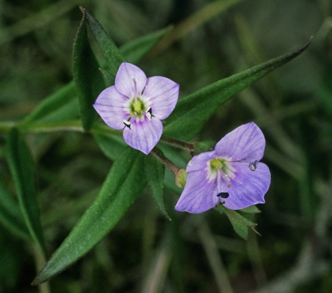 350B-2-Veronica-gracilis-fl2-Peter-Kinchington.jpg