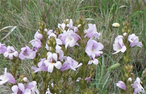 802B-2-Euphrasia-collina-ssp.-paludosa-hab.jpg