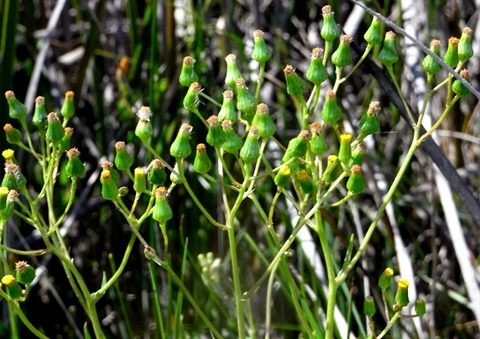 817B-3-Senecio-psilocarpus-RB.jpg