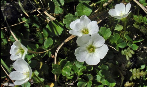 819B-2-Oxalis-magellanica-RH.jpg