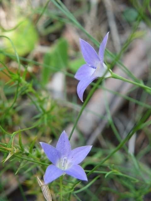 828B-3-Wahlenbergia-capillaris-fl-James-Booth.jpg