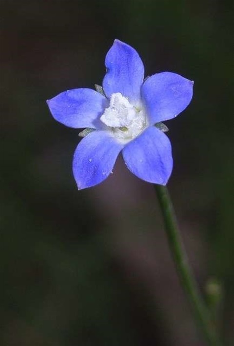 830B-2-Wahlenbergia-multicaulis-fl-Russell-Best.jpg