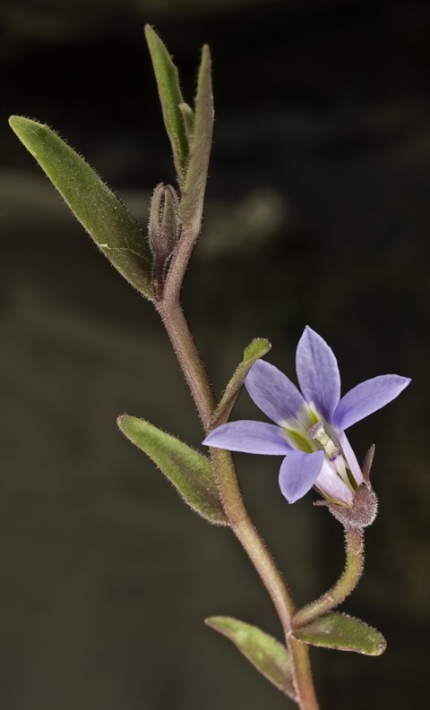 831B-2-Lobelia-pratioides-flfol-PK.jpg