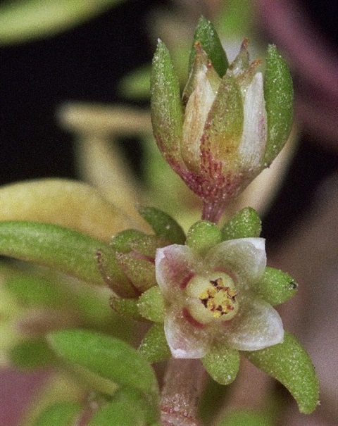 832B-2-Crassula-decumbens-var.-decumbens-fl-Peter-Kinchington.jpg