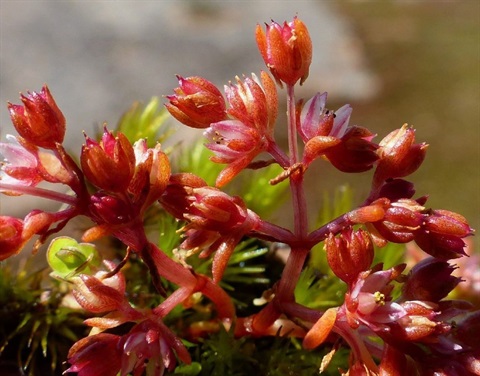 833B-2-Crassula-peduncularis-fl-Neil-Blair.jpg