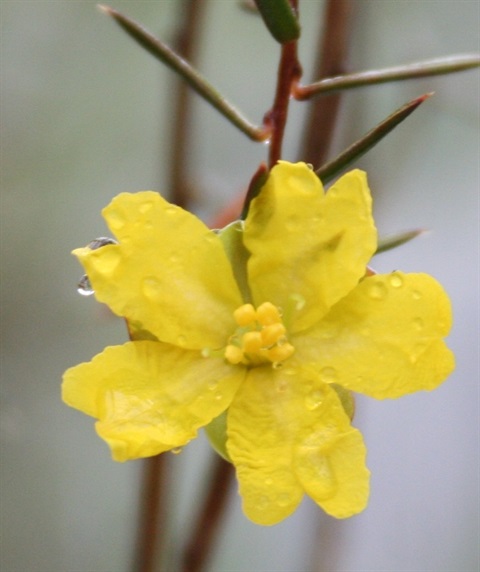 834B-2-Hibbertia-acicularis-fl-Marilyn-Gray.jpg