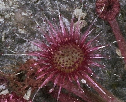 836B-3-Drosera-pygmaea-fol-2-Peter-Kinchington.jpg