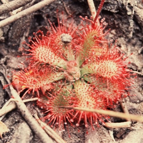 837B-3-Drosera-spathulata-fol-Ken-Harris.jpg