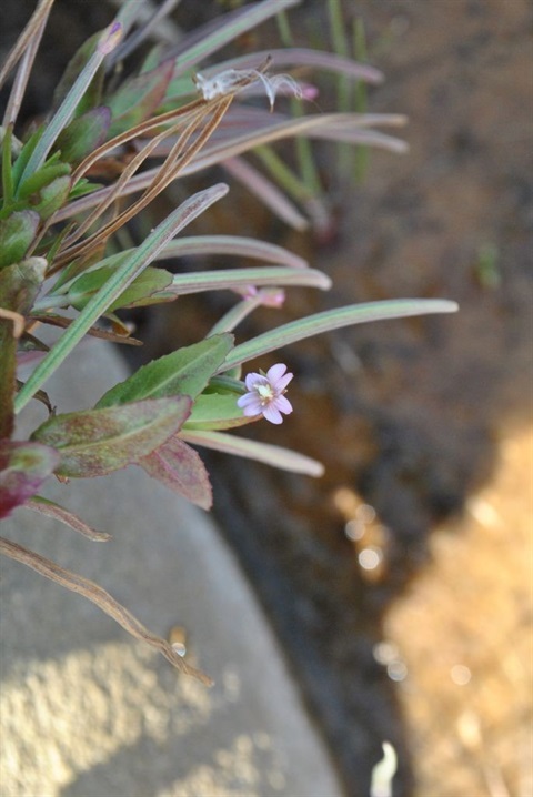 840B-3-Epilobium-billardierianum-ssp.-billardierianum-fl2-Daniel-Ohlsen.jpg