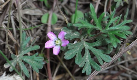 848B-3-Geranium-retrorsum-fol-Russell-best.jpg