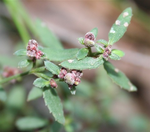 851B-2-Gonocarpus-teucrioides-fl-Marilyn-Gray.jpg