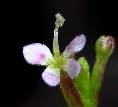 858B-2-Stylidium-despectum-Russell-Best.jpg