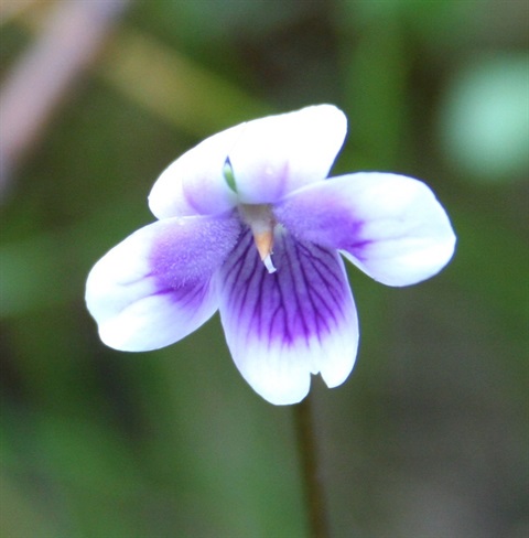 860B-2-Viola-eminens-fl-Marilyn-Gray.jpg