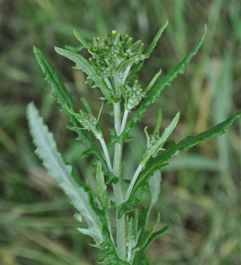 943B-3-Senecio-glomeratus-ssp.-longifructus-fl-Kevin-Sparrow.jpg