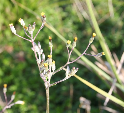 944B-2-Senecio-campylocarpus-fl1-Marilyn-Gray.jpg