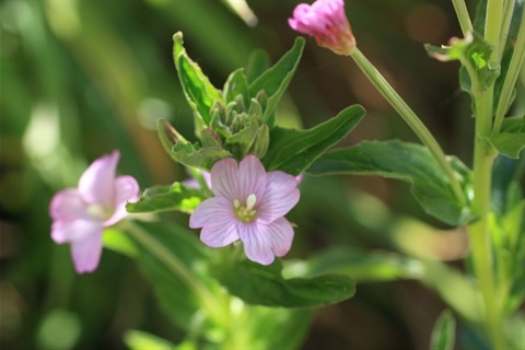 956B-2-Epilobium-billardierianum-ssp.-hydrophilum-fl-Geoff-lay.jpg