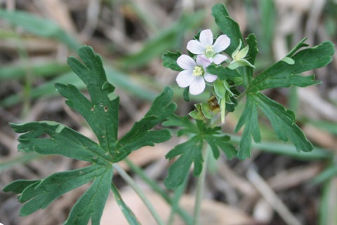 965B-2-Geranium-inundatum-MB.jpg