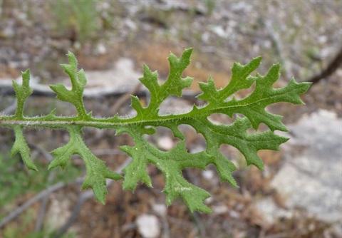 969B-3-Senecio-bathurstianus-fol-Neil-Blair.jpg