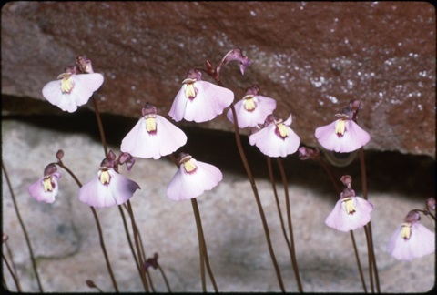 989B-2-Utricularia-uniflora-fl-Ian-McCann.jpg