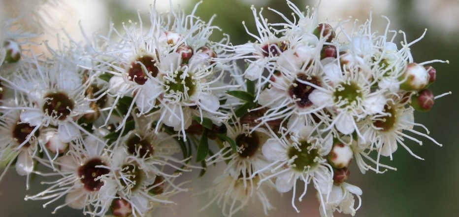 Kunzea leptospermoides