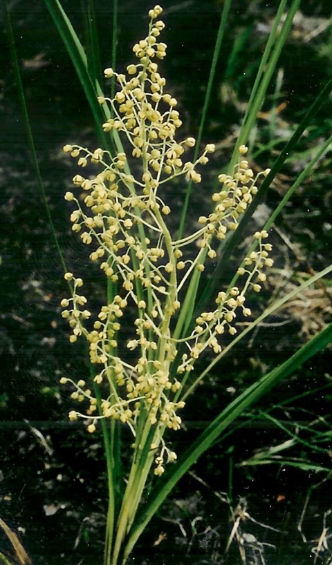 447B-2-Lomandra-filiformis-ssp.-filiformis-fl-I.-Dunn.jpg